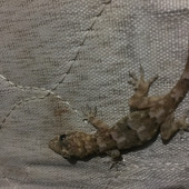 Tratia