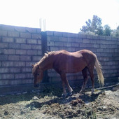 Nacer