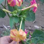 siopl