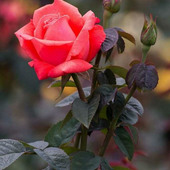 Aayush Kumar