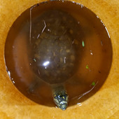 Laden bagdi