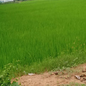 Manirudry