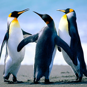 vikasvicky