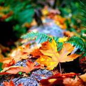 nshejdj