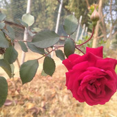 Baidyanath