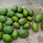 Akash doltani