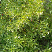 Moharsingh31