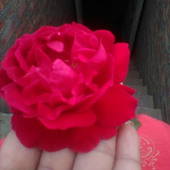 Gautamsona