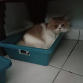 Nazmy