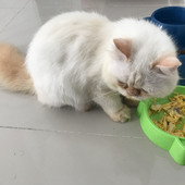 qhasa
