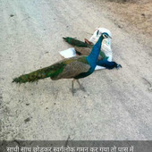 Mahi24