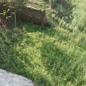 Kaki