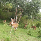 Kanthi