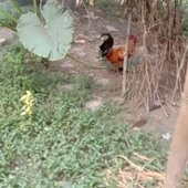 Suraj2222
