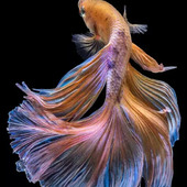Sharminr