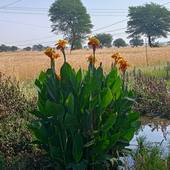 snehai