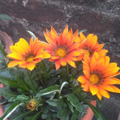 santu manna