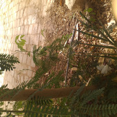 Parkash