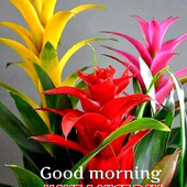 Rajib ghosh