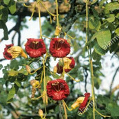 Raju Bhai 66
