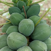 Raviramsaran