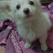 Rockyroy