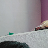 Risahbh