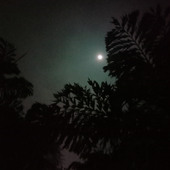 Khajori