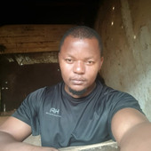 Francis k