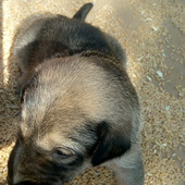 Guddujii