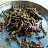 Kashim
