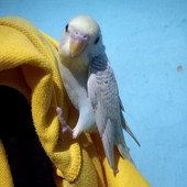 Akaman