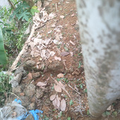 Kunjava
