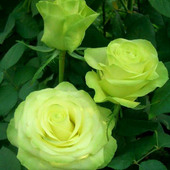 rudraksh