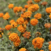 Sndp