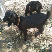 Ramuji