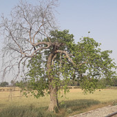 Grk