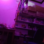 Ghsd