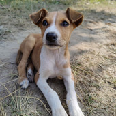 Ludo