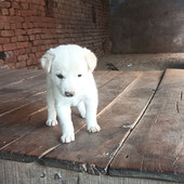Abc kumari