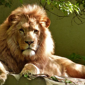 BABLU153