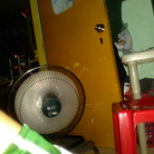 shesherr