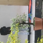Abiti