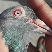 gbabu
