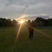 Nahidul