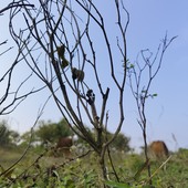 Somureddy