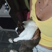 calikoko