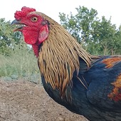 anjineyulu