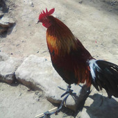 Biren