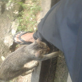 lehin